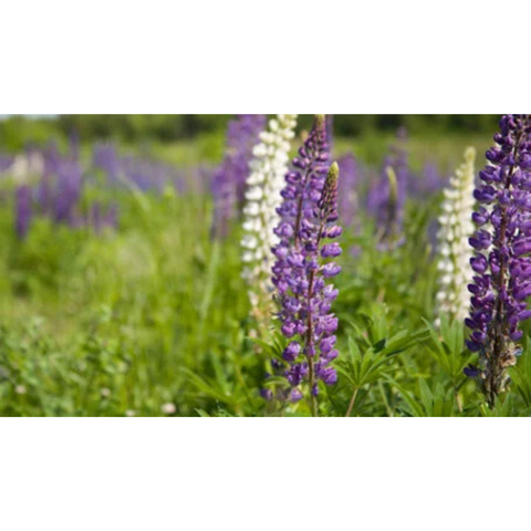 Chesapeake Valley Seed wildflower annual and perennial seed mix in seed tape for garden planting.