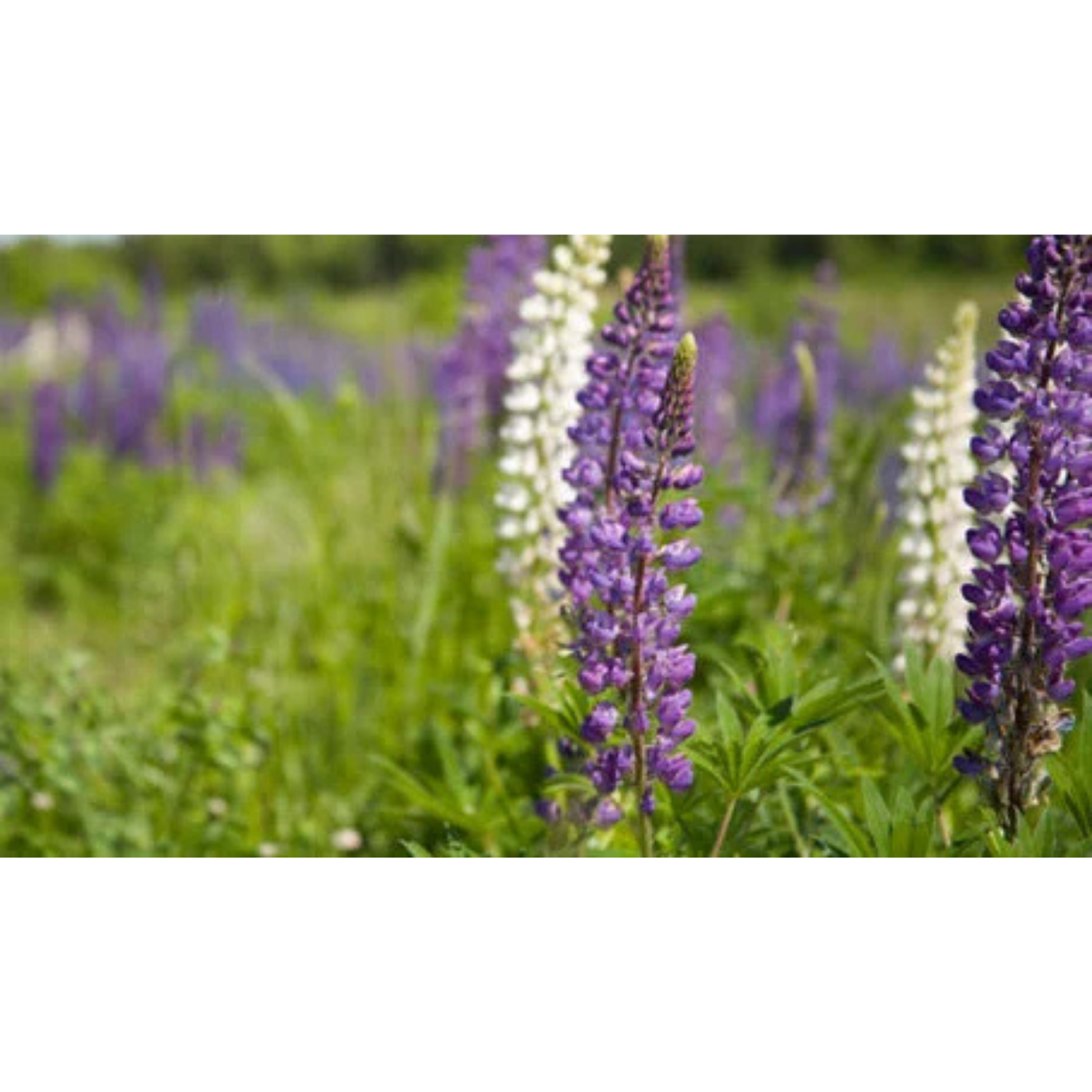 annual and perennial wildflower seeds Wildflower Annual & Perennial Seed Mix