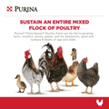 Purina promotional graphic for Flock Raiser Poultry Feed, featuring a group of chickens, a duck, and a duckling on a white background with red header and footer bands.