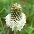 Chesapeake Valley Seed upland meadow seed mixture in a 50lb bag, suitable for planting wildflower and native grass meadows.