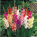 Colorful gladiolus flowers in a garden setting