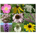 Chesapeake Valley Seed upland meadow seed mixture in 50lb bag, ideal for planting wildflower and native grass meadow areas.