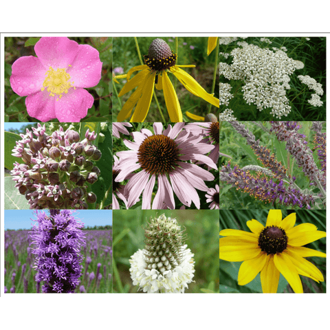 Chesapeake Valley Seed upland meadow seed mixture in a 50lb bag, ideal for planting wildflower and grass landscapes.