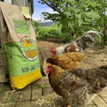 A large bag of Wholesome Harvest Non-GMO Feed stands on a brick patio next to three chickens eating spilled grain in an outdoor backyard setting.