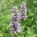 Chesapeake Valley Seed upland meadow seed mixture in a 50lb bag, ideal for planting lush wildflower and grass areas.