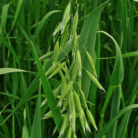 A 12lb bag of Lowland Wildflower Mix seeds by The Mill, showing colorful wildflower seeds in a natural setting.