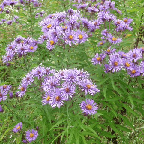 A 12lb bag of Lowland Wildflower Mix seeds from The Mill, featuring colorful wildflower varieties for planting.