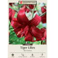 Two Tiger Lily Lilium Tigrinum ‘Red Velvet’ bulbs from Netherland Bulb Company for garden planting.