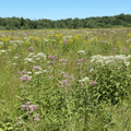 Chesapeake Valley Seed Wet Meadow Seed Mixture in a container, showcasing various seed types for wetland planting