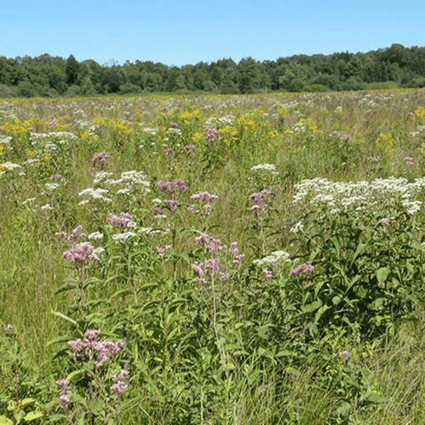 Chesapeake Valley Seed Wet Meadow Seed Mixture showing various native grass and wildflower seeds on a white background.
