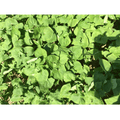 Field of buckwheat growing in 