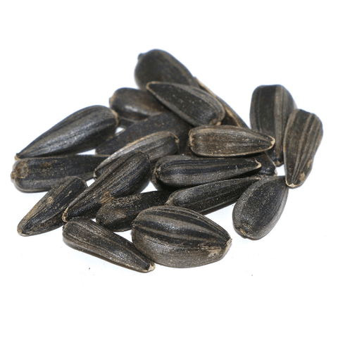 Chesapeake Valley Seed Peredovik sunflower seed crop seed in a 50 lb. bag, black oil sunflower seeds for planting or feed