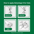 Step-by-step guide on how to apply Advantage II for cats with illustrations and text.