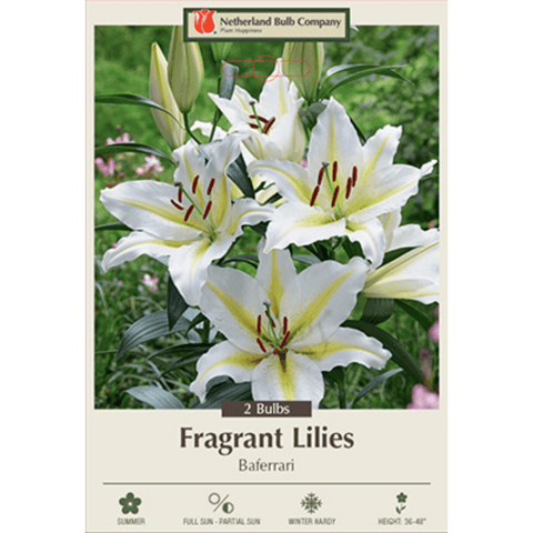 Two fragrant Lily bulbs, Lilium Oriental ‘Baferrari,’ from Netherland Bulb Company, suitable for planting in gardens.