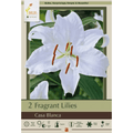 Package of Casa Blanca fragrant lilies with a white flower and green leaves.