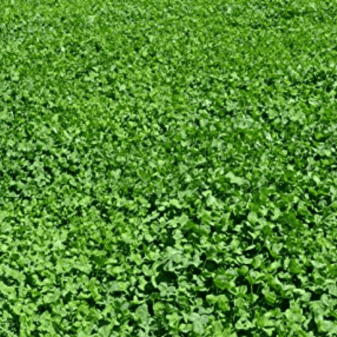 Deer feeding on Imperial Whitetail® Clover Food Plot Mix by Bradley Caldwell Inc in a lush, green outdoor field.