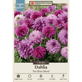 Dahlia bulb package with purple flowers and brand logo on a beige background