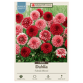 Colorful dahlia Fimbriata 'Fubuki Blend' flowers from Netherland Bulb Company, showcasing vibrant, fringed petals in a garden setting.