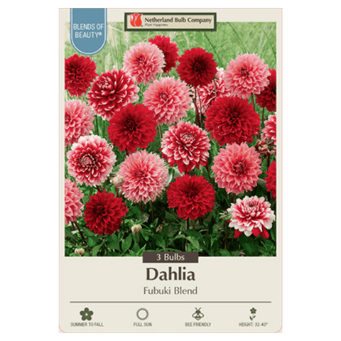 Colorful dahlia Fimbriata 'Fubuki Blend' flowers from Netherland Bulb Company, showcasing vibrant, fringed petals in a garden setting.