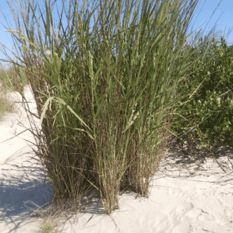 Chesapeake Valley Seed Coastal Panicgrass grass seed in a 1Lb package, suitable for lawn and turf applications.