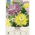 Dahlia bulbs packaging with purple and yellow flowers, Netherland Bulb Company branding.