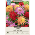 Dahlia cactus ‘Karma Corona Blend’ garden bulb from Netherland Bulb Company, showing vibrant multicolored flower buds and green foliage
