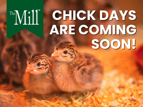 Get Ready for Chick Days!