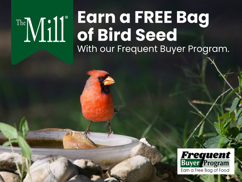 Support Backyard Birds