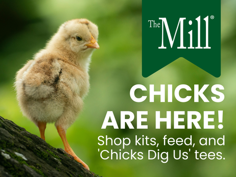 Chick Days Are Here!