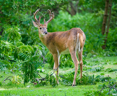 Buck in summer