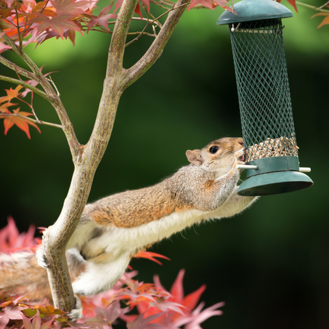 Squirrel eating bird seed