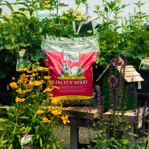 A bag of Wild Delight Fruit 'N Berry bird seed stands on a wooden table in a garden nursery, surrounded by green foliage, yellow flowers, and a small green birdhouse.