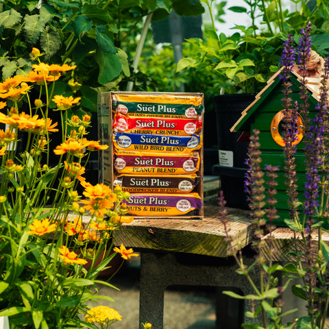 A 6-pack of Suet Plus blocks displayed on a rustic wooden table in a garden setting, surrounded by yellow flowers, green foliage, and a small green birdhouse.