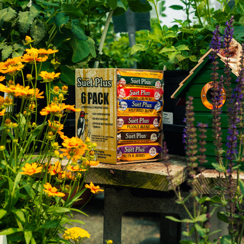 A 6-pack of Suet Plus blocks displayed on a rustic wooden table in a garden setting, surrounded by yellow flowers, green foliage, and a small green birdhouse.