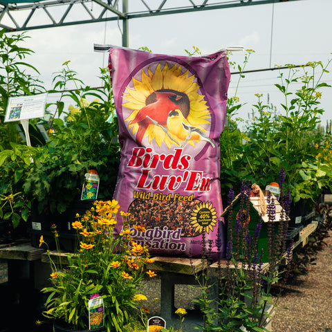 A large purple bag of Birds Luv 'Em Wild Bird Feed stands on a table in a greenhouse, surrounded by green plants and yellow flowers.