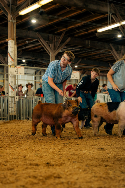 Two men with pigs at a livestock show in an indoor arena.