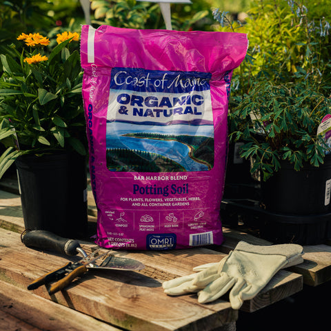 Bag of Coast of Maine Organic & Natural potting soil on a wooden surface with gardening tools and gloves.