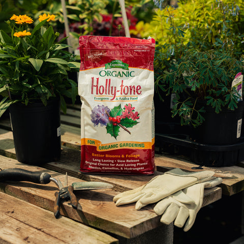 Bag of Espoma Organic Holly-tone fertilizer on a wooden table with gardening tools and gloves, surrounded by potted plants.