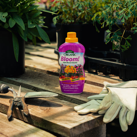 Bottle of 'Bloom!' fertilizer on a wooden surface with gardening tools and gloves in a garden setting.