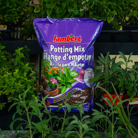 A bag of Lambert Potting Mix in purple packaging, surrounded by green garden plants and small potted seedlings.