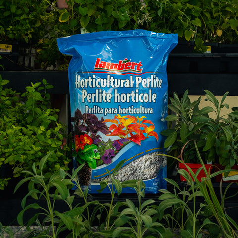 A blue bag of Lambert Horticultural Perlite standing upright in a garden setting surrounded by green plants.