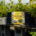Jiffy Seed Starting Greenhouse Kit box displayed on a wooden table in a garden center, surrounded by potted plants, seedling trays, pruning shears, and cinderblock stands.