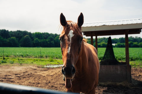 A brown horse with a white blaze stands in a paddock with dirt ground, green fields, trees, and a small shelter in the background.