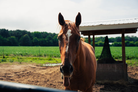 A brown horse with a white blaze stands in a paddock with dirt ground, green fields, trees, and a small shelter in the background.
