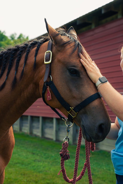 A brown horse wearing a black halter with gold hardware, being gently pet by a person in a blue shirt outdoors near a red barn.