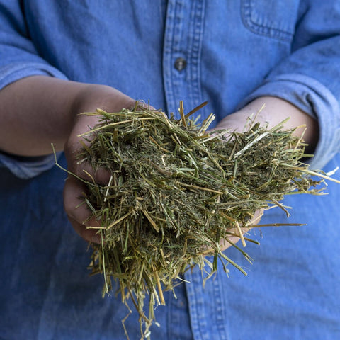 Forage blend close up