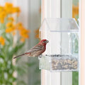 Bird Visiting Window Bird Feeder