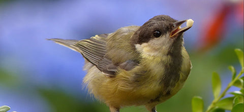 Bird perched on a branch with a blurred natural background