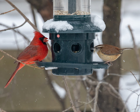 Cardinal and other songbird at bird feeder