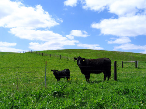 Angus Heifer and Calf standing in field